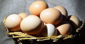eggs